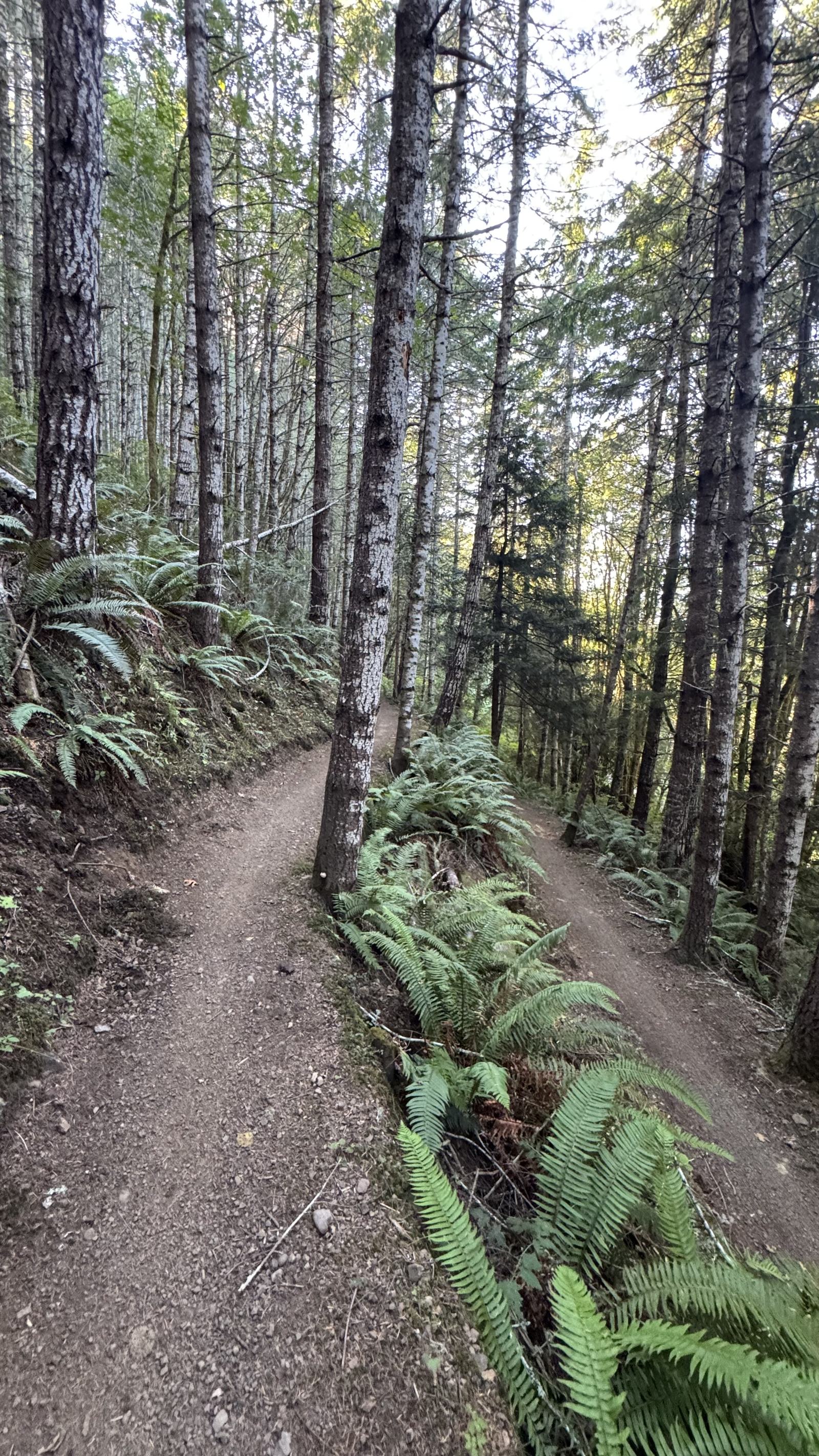 Stacked trail viewed from a switchback.