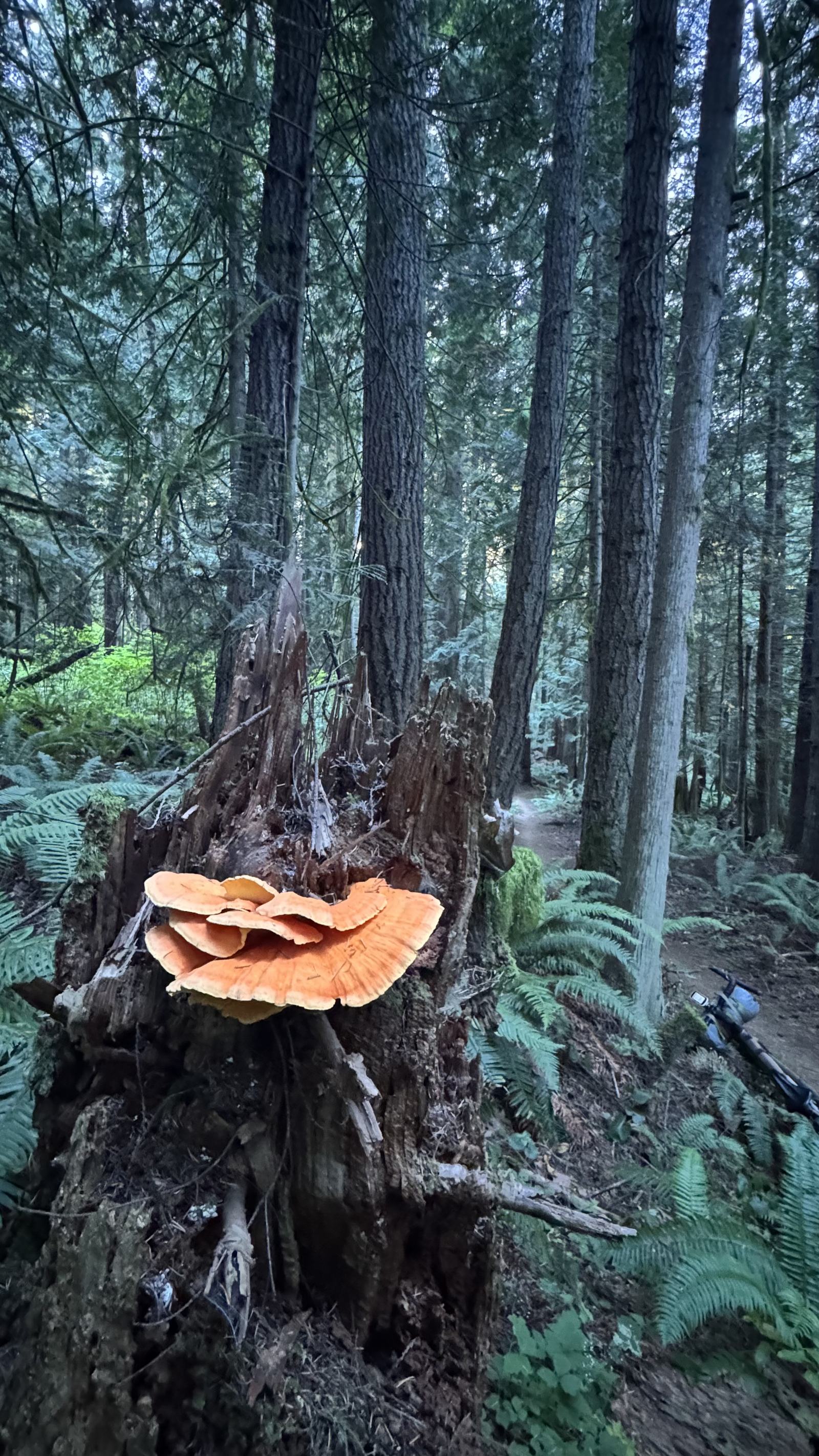 An orange Chicken of the Woods in a shady forest