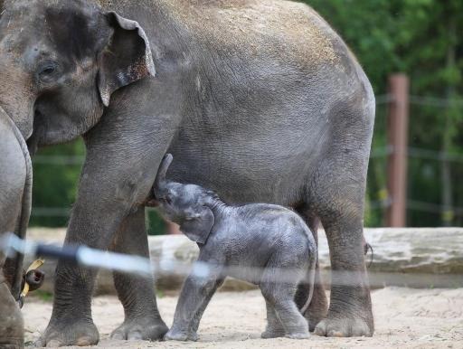 Elephant cub born last week in Pairi Daiza named Nang Faa