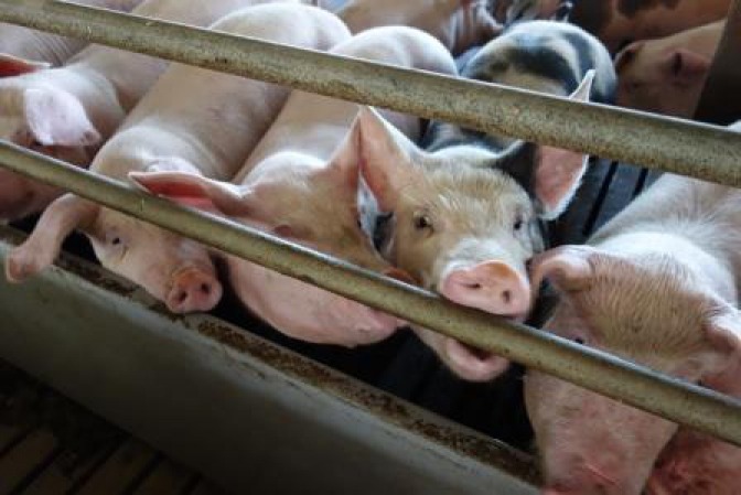 European parliament slams Commission for not enforcing regulation on live animal transports