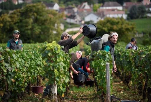 Lacklustre harvest forecast for France’s vineyards