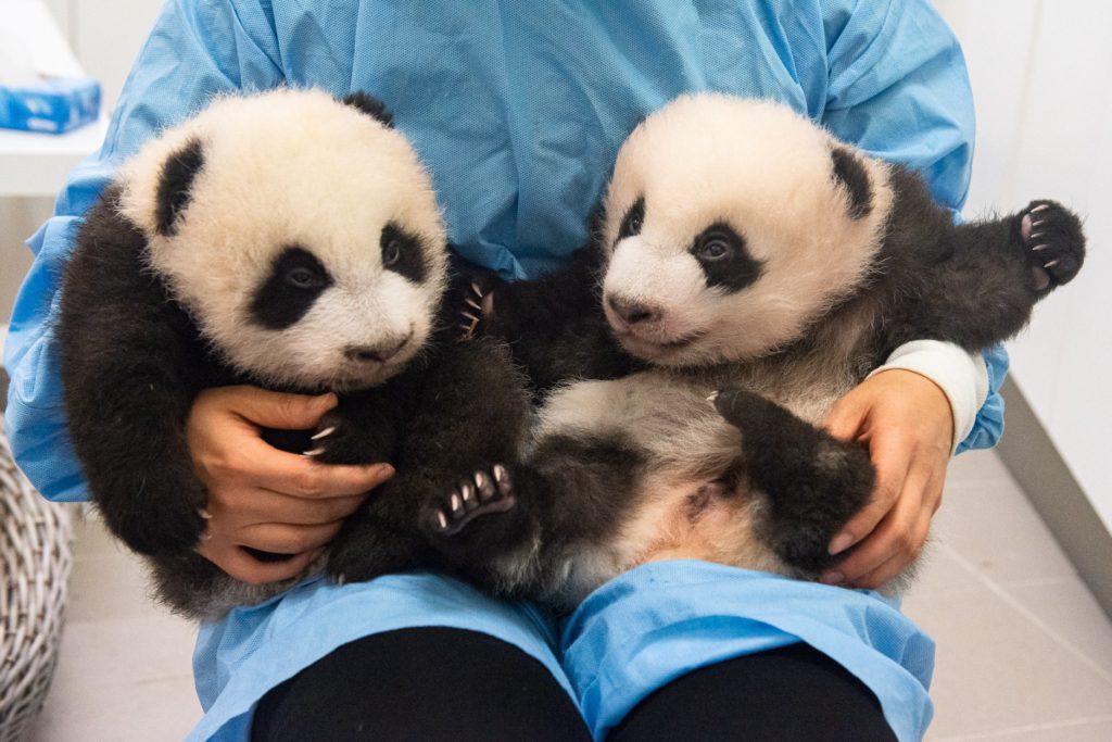 Pairi Daiza launches call to name giant panda twins