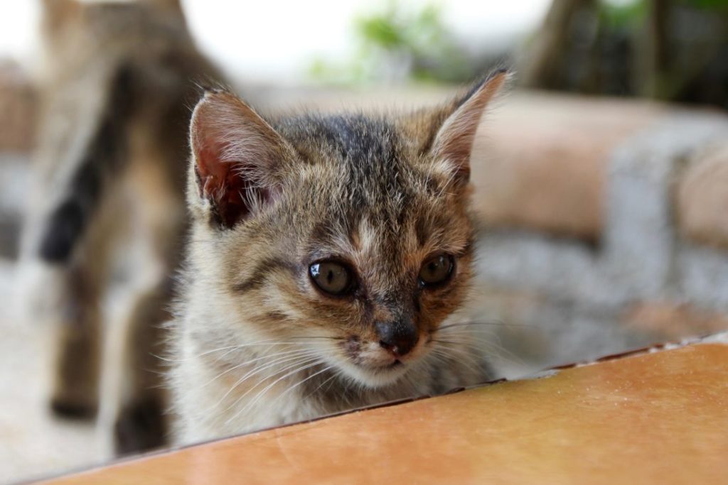 &#8216;Make Love, Not Kittens&#8217; awareness campaign for cat neutering launched by Brussels Region