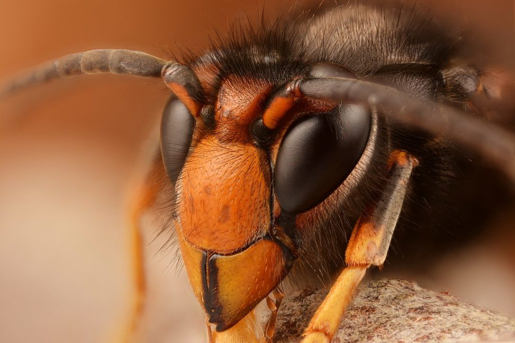 Murderous Asian hornets terrorise beehives in Limburg