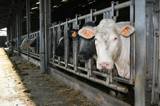Europe&#8217;s livestock farming is worse for the climate than cars, research finds