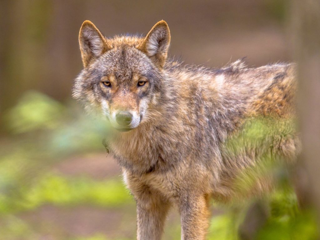 Wolf spotted in Flemish Brabant for first time in 200 years