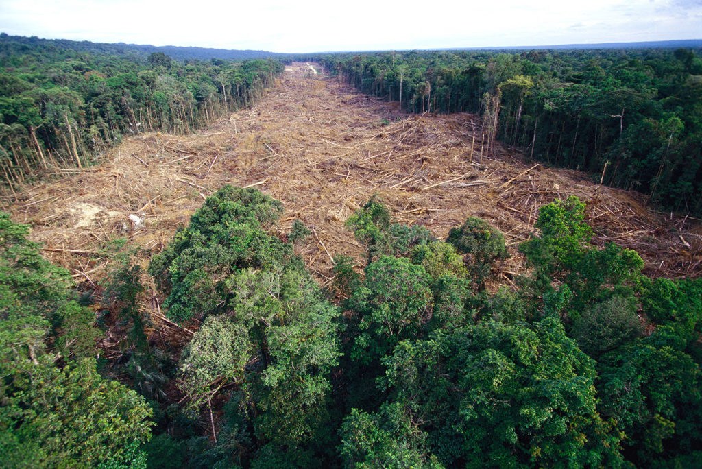 European Parliament calls for new EU law on deforestation