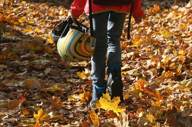 &#8216;Let them lie&#8217;: Flemish towns rethink autumn leaf clean up
