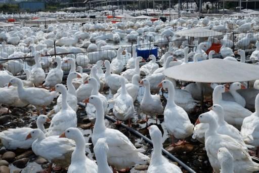 Bird Flu: 48 outbreaks in French foie gras region