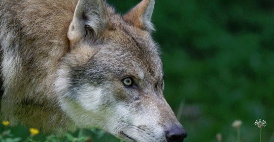 Young wolf hit by vehicle in Limburg