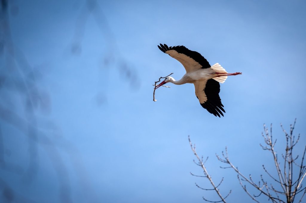 Record number of stork nests at Planckendael animal park