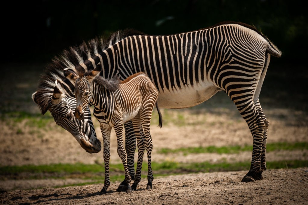 New baby zebra welcomed at ZOO Planckendael