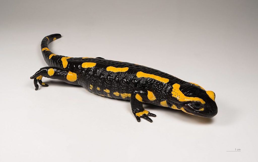 Under threat: Belgium’s fire salamander population