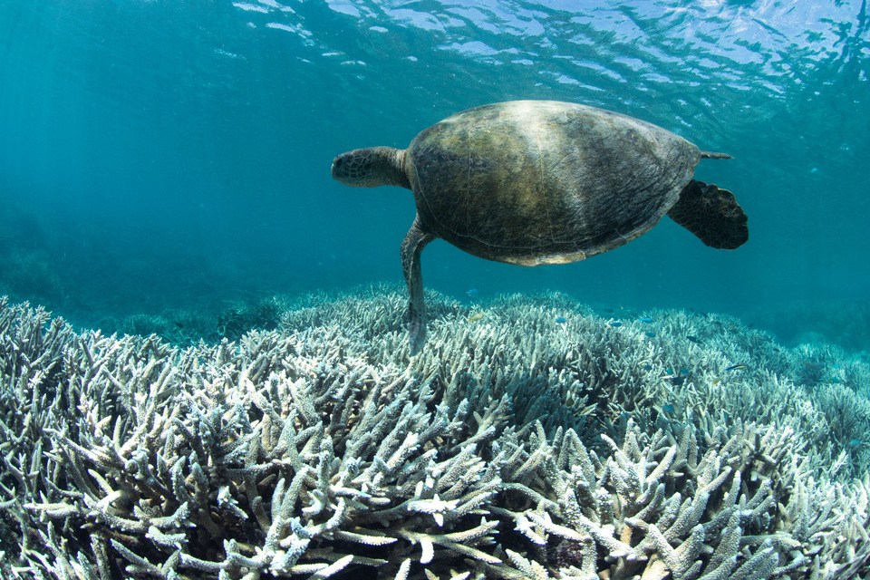 &#8216;Warning to humanity&#8217;: dying corals sign of climate disaster to come