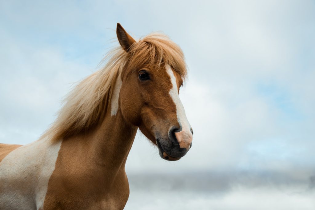 Horse meat fraud leads to six arrests in Belgium