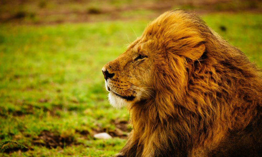 Lion population halved since release of &#8216;The Lion King&#8217;