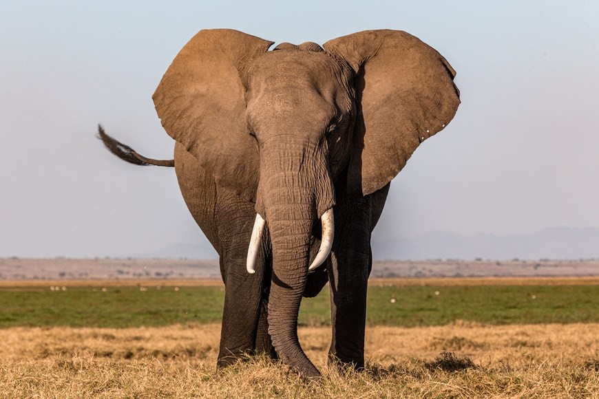 Will new rules to ban ivory trade in the EU save African elephants?