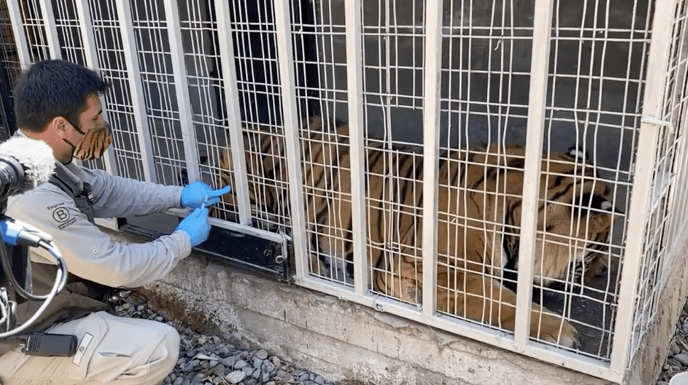 Zoo tests experimental coronavirus vaccine on lions, tigers and orang-utan