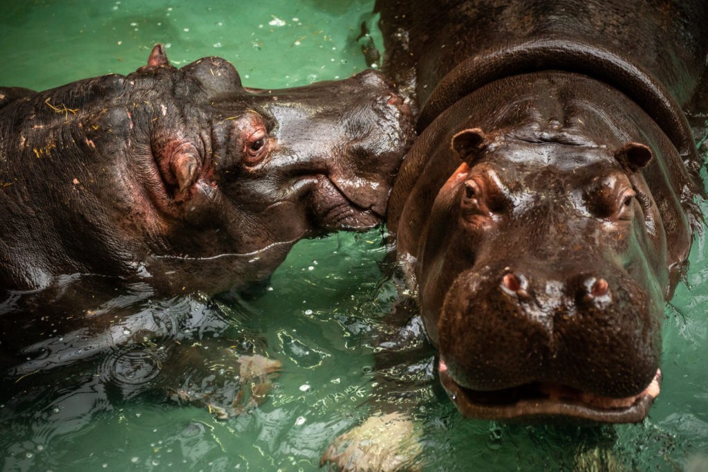 Hippos at ZOO Antwerp test positive for Covid-19
