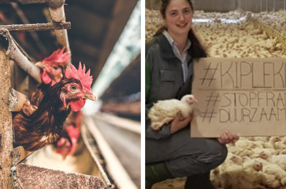 Trespassing animal rights activists: poultry farms want action against break-ins