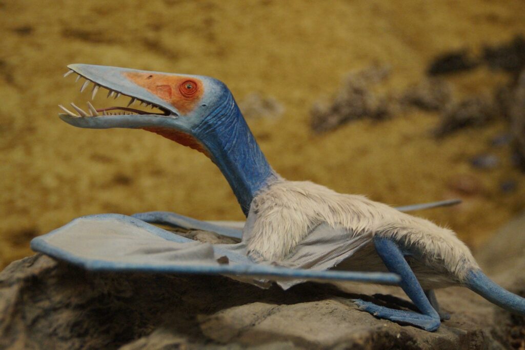 Belgian-Brazilian research team make landmark claim in ‘feathered pterosaur’ debate