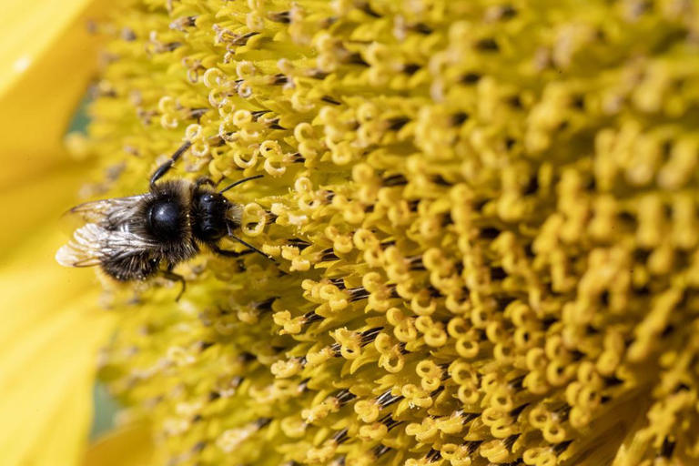Belgian bees in danger: What you can do to protect population