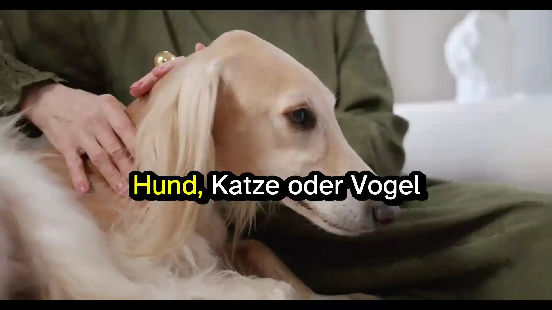 Haustiere im Alter: Ein wichtiges Thema für Senioren und Angehörige
