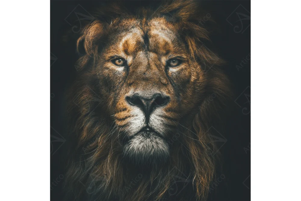 Lion_5