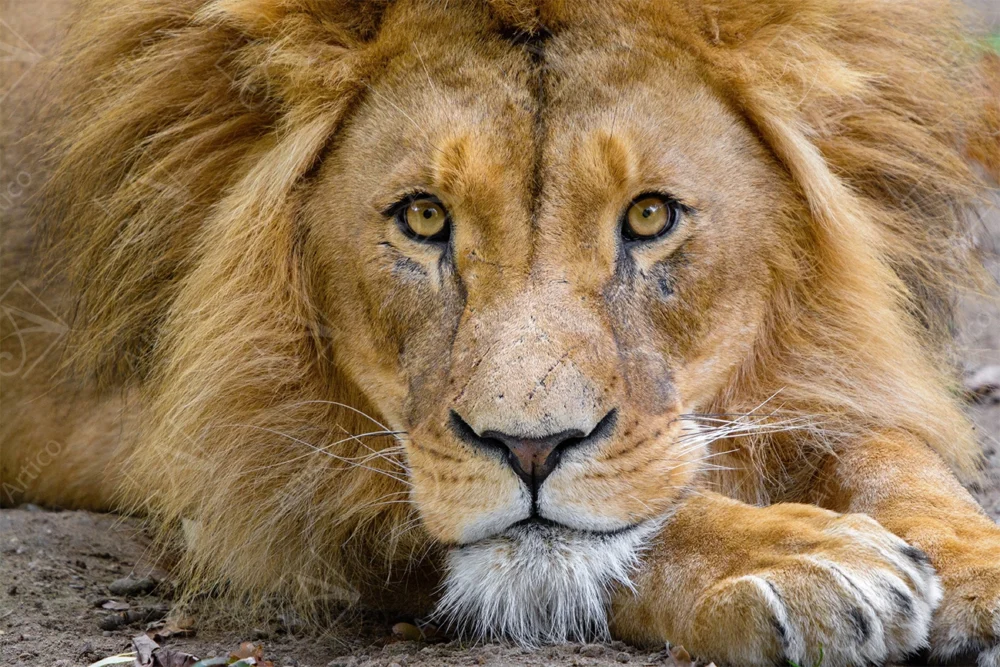 Lion_6