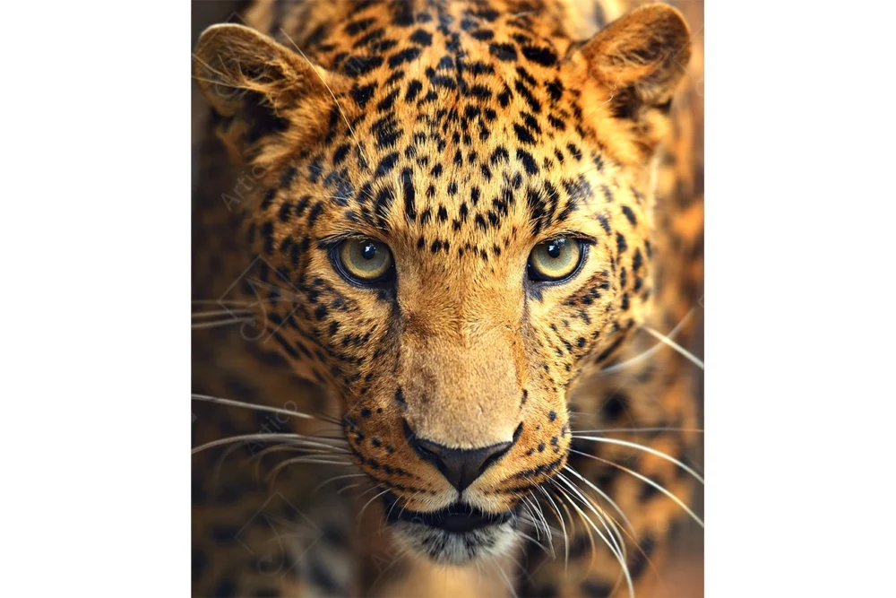 Tiger_3