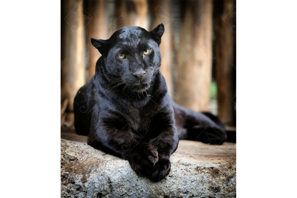 Tiger_5