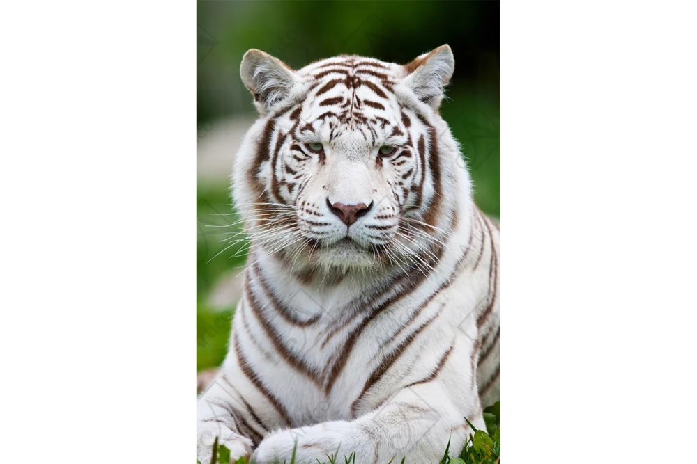 Tiger_7