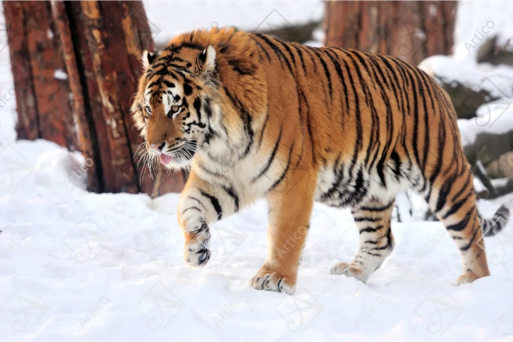Tiger_9