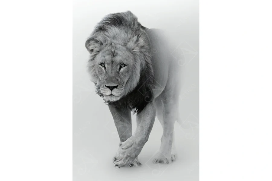 Lion_1