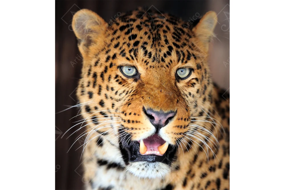 Tiger_11
