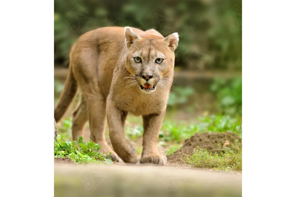 Articoo - Cougar walks expectantly, looking at the camera in his natural - Articoo_527557