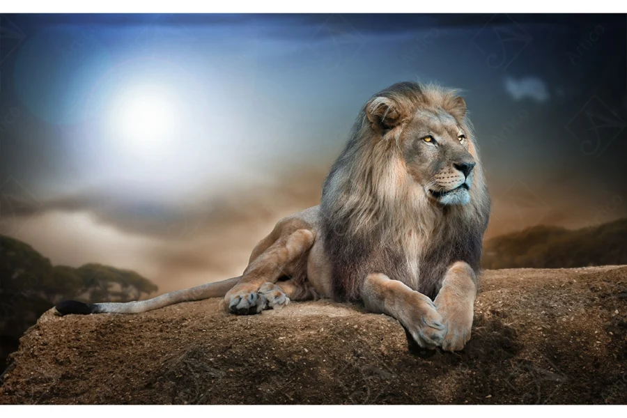 Lion_7