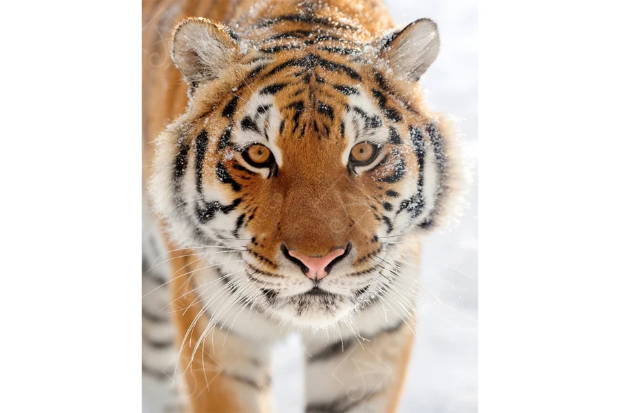 Tiger_12