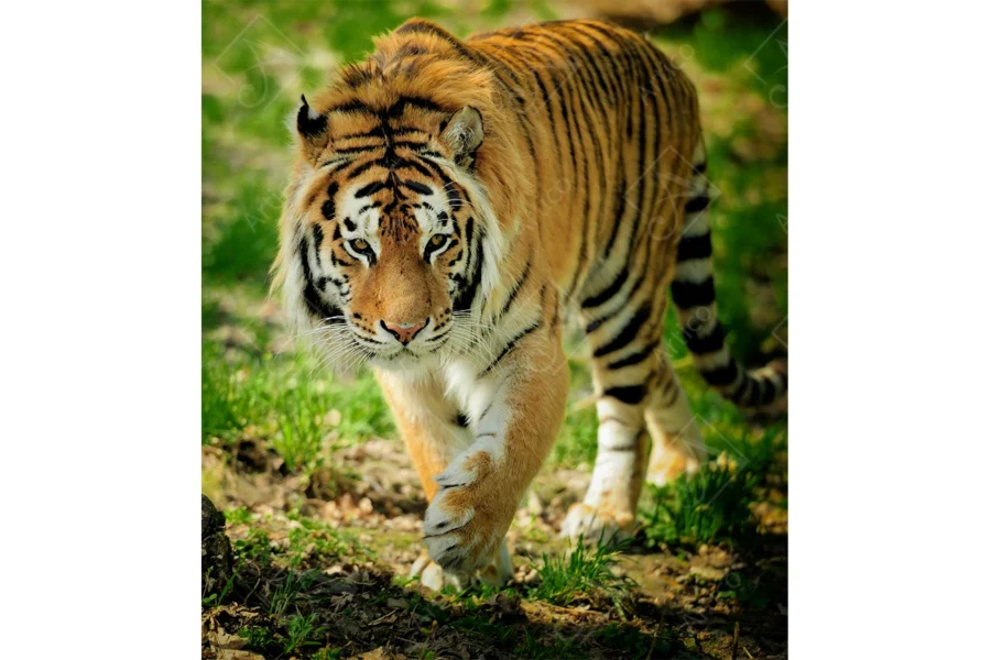 Tiger_15