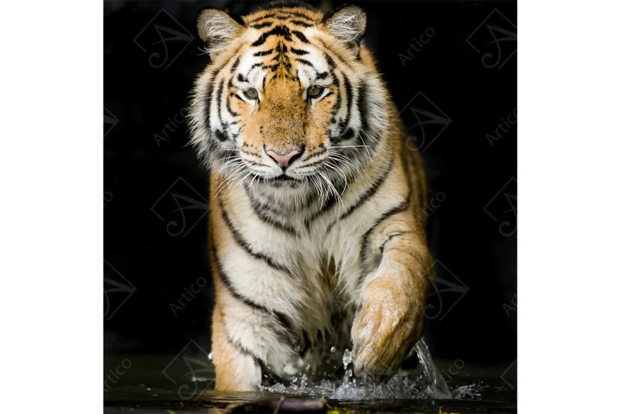 Tiger_19