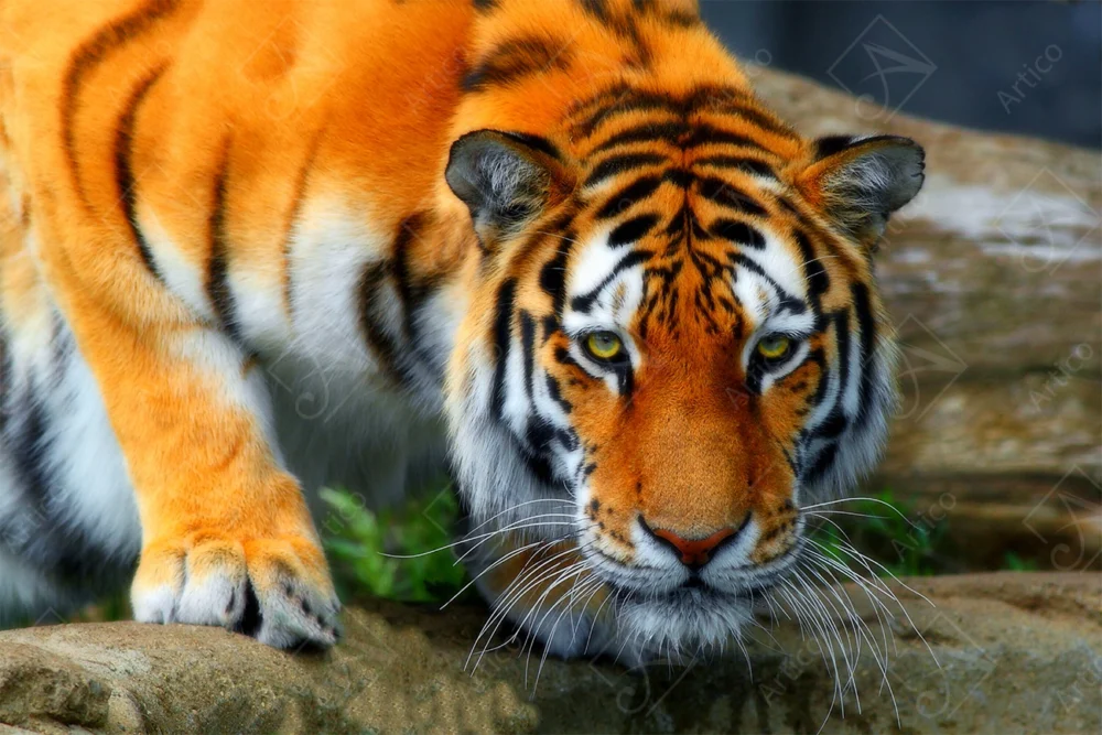 Tiger_2