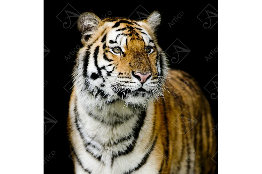 Tiger_20