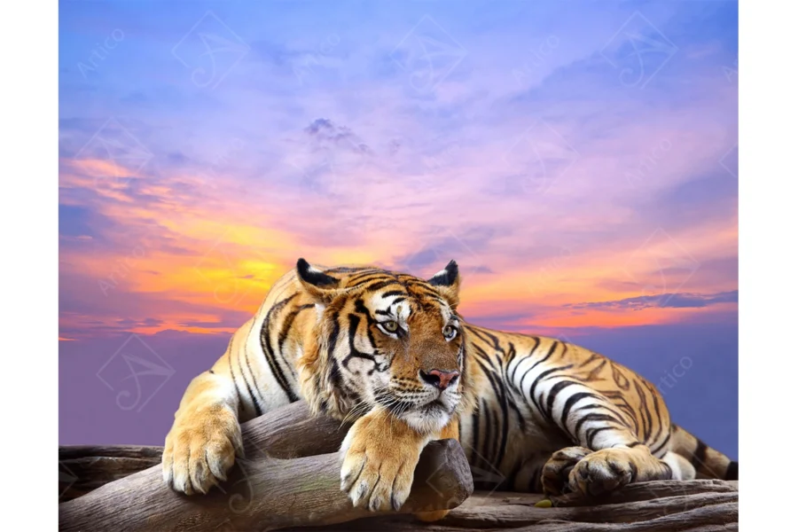 Tiger_24