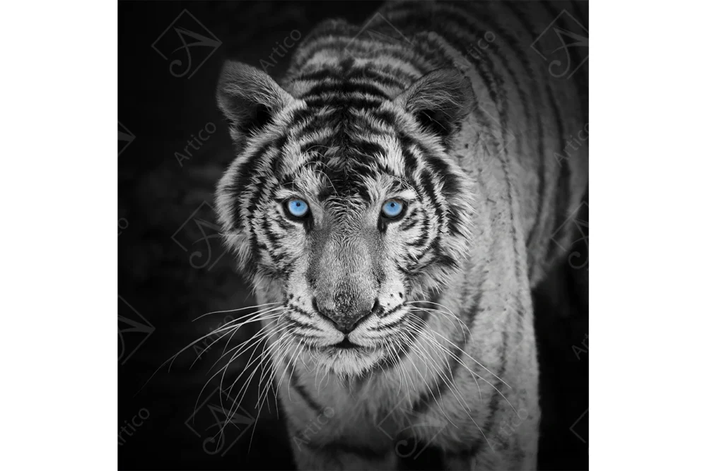 Tiger_4