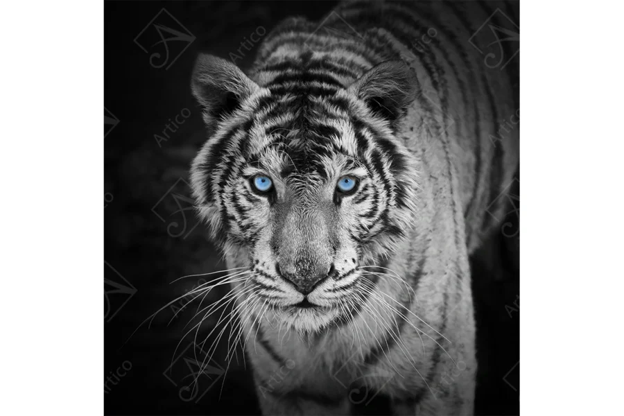 Tiger_4