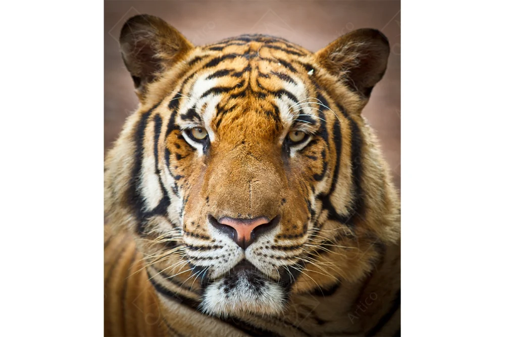 Tiger_6