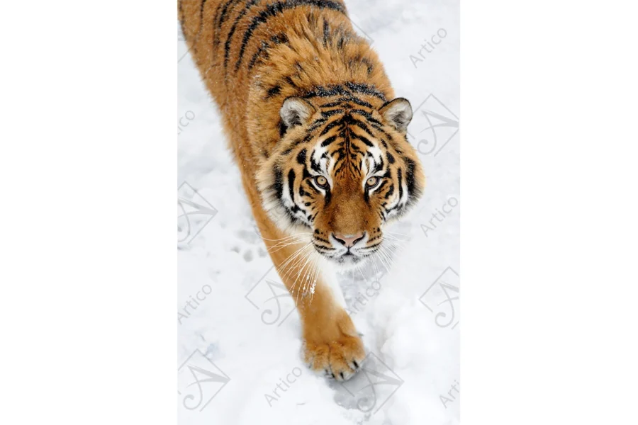 Tiger_8