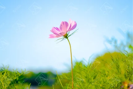 Articoo - Single Pink Cosmos Flower Blooming Against Clear Blue Sky - 713667