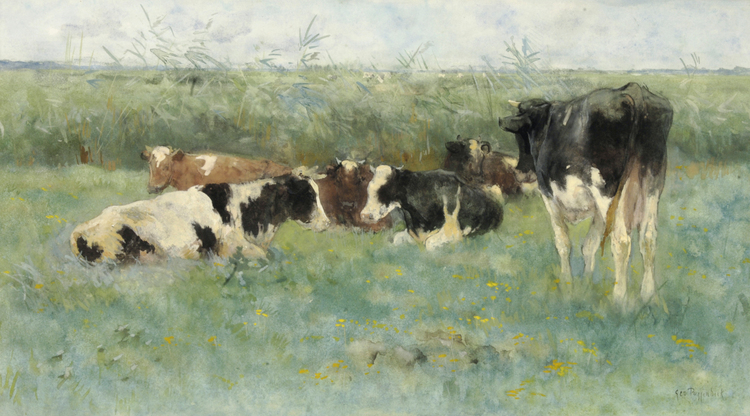 Cows in a Meadow