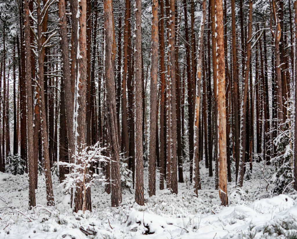 Forêt de République Tchèque